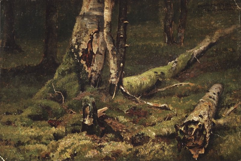 Deadwood. Bialowieza Forest. 1892 28, 4h43, 4, Ivan Ivanovich Shishkin