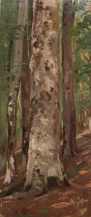 Forest. Etude, Ivan Ivanovich Shishkin