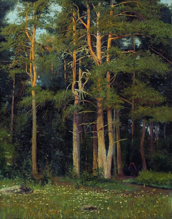 Pine Forest in Ligovo 1895 106, 4h73, Ivan Ivanovich Shishkin