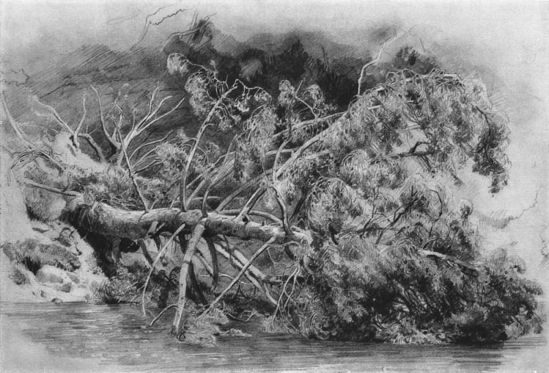 Fallen tree. Siverskaya 1879 29h43, Ivan Ivanovich Shishkin