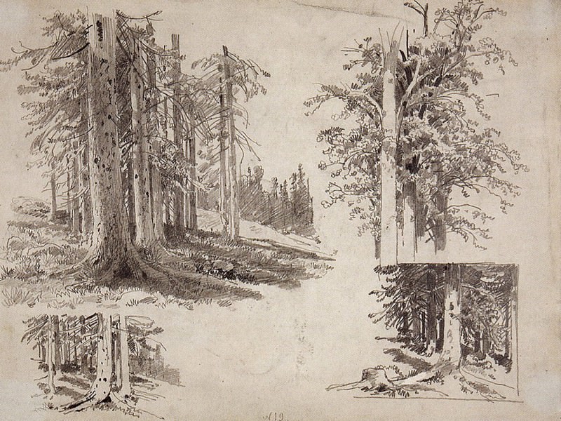 Этюды деревьев. 1880-е 24х32, Иван Иванович Шишкин