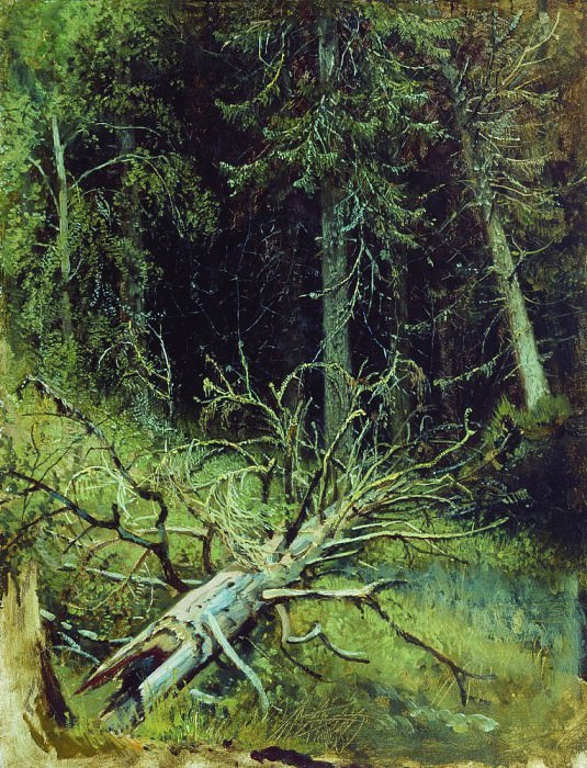 В еловом лесу 1870-е 34х27, Иван Иванович Шишкин