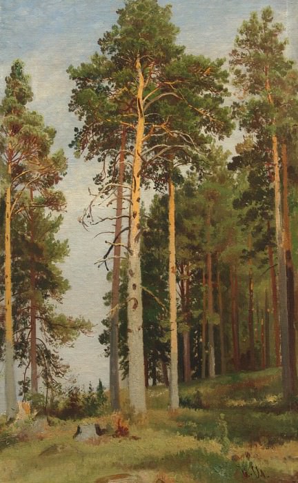 Pine sunlit, Ivan Ivanovich Shishkin