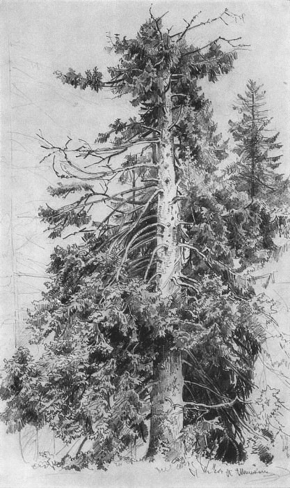 Spruce. 1870 48, 5h30, Ivan Ivanovich Shishkin