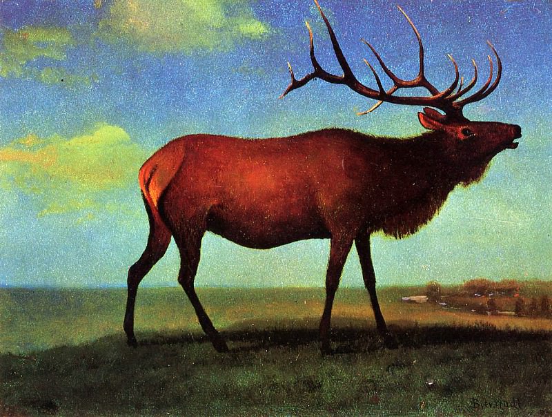 Elk, Albert Bierstadt