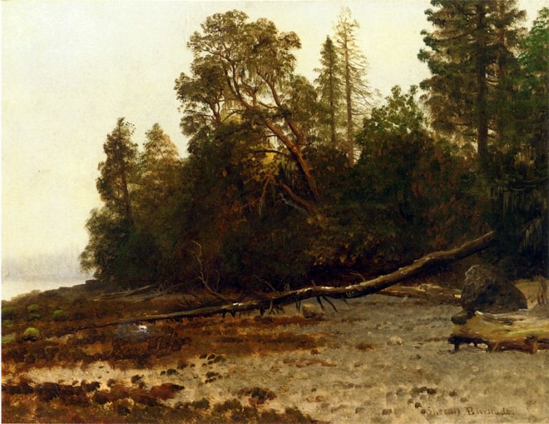 Bierstadt Albert The Fallen Tree, Albert Bierstadt
