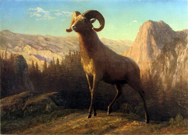 Bierstadt Albert A Rocky Mountain Sheep Ovis Montana, Albert Bierstadt