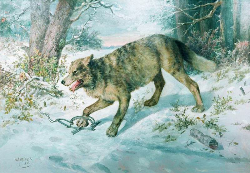 Got caught wolf, Nikolay Sverchkov