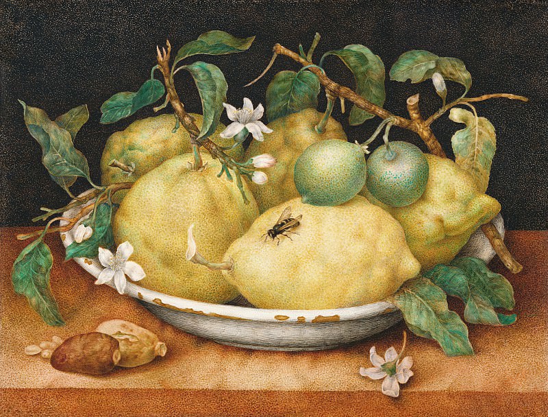 Гарцони Джованна – Натюрморт с тарелкой лимонов 1645-50, Музей Гетти