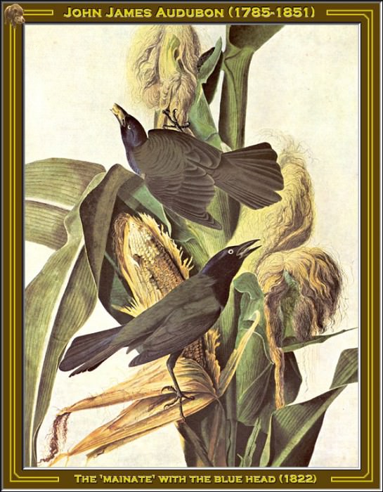 J. Audubon-The mainate With The Blue Head(1822) Po Amp 030. John James Audubon