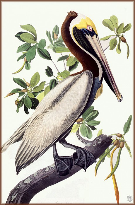 Brown Pelican. John James Audubon