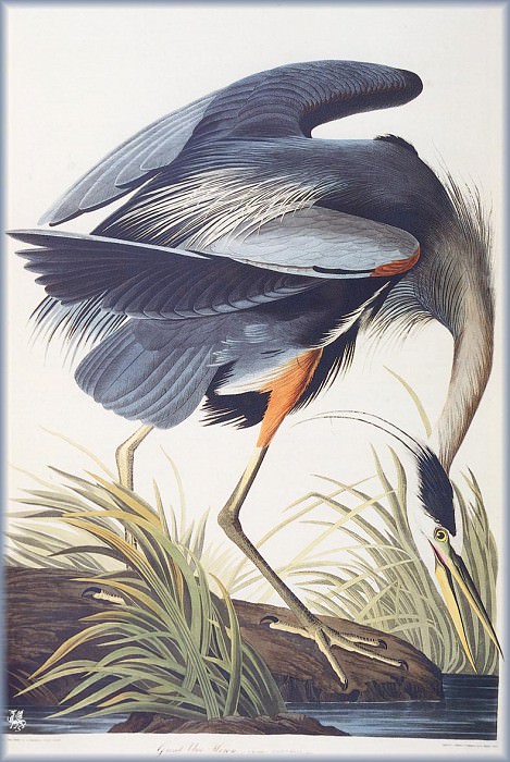 Great Blue Heron. John James Audubon