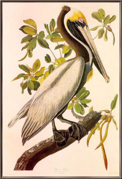 Коричневый пеликан. Джон Джеймс Одюбон