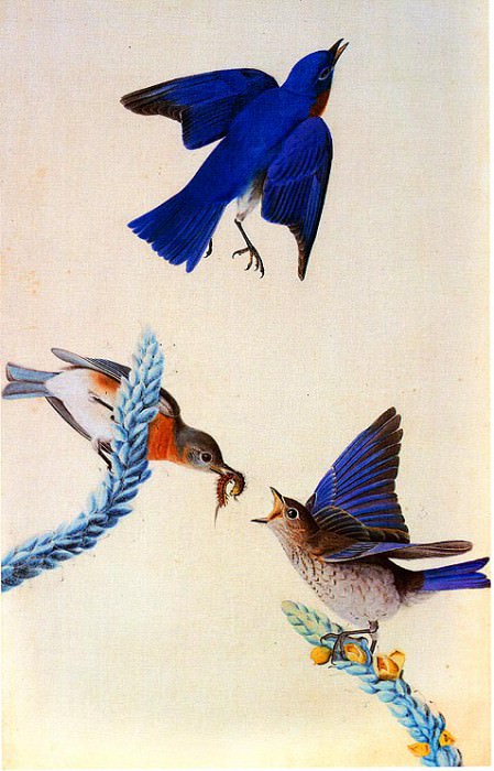 Eastern Bluebird 1820-1822 Louisiana. John James Audubon