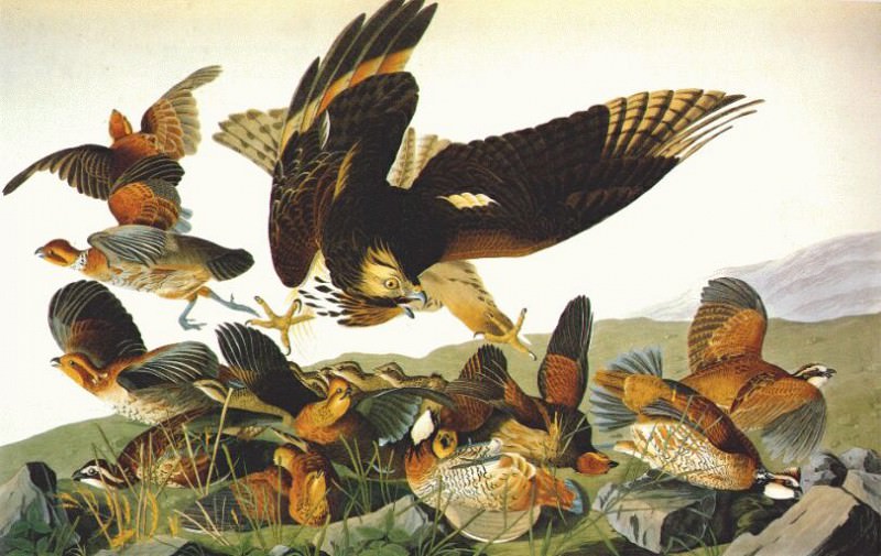 bobwhite (virginia partridge) 1825. John James Audubon