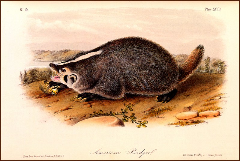 American Badger. John James Audubon