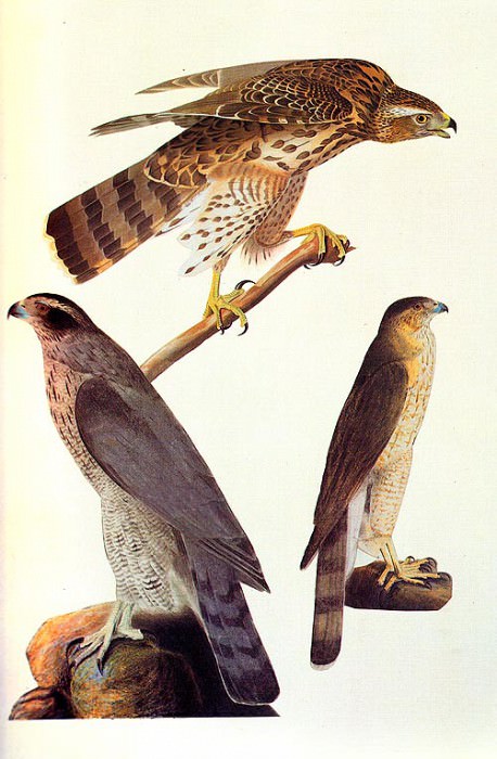 Goshawk and Coopers Hawk 1810. John James Audubon