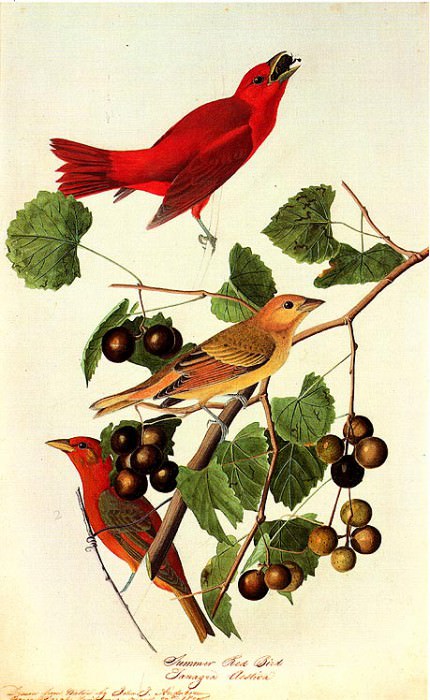 Summer Tanager Bayou Sara-Louisiana-August 27, 1821. John James Audubon
