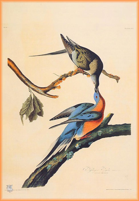Странствующий голубь. Джон Джеймс Одюбон