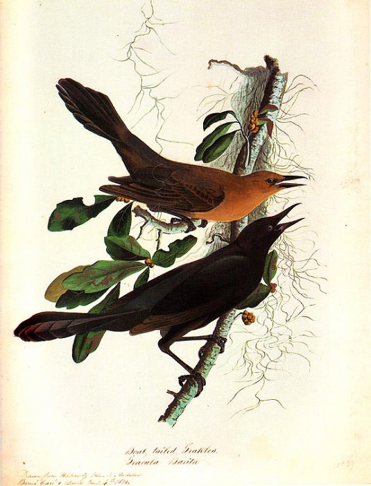 , John James Audubon