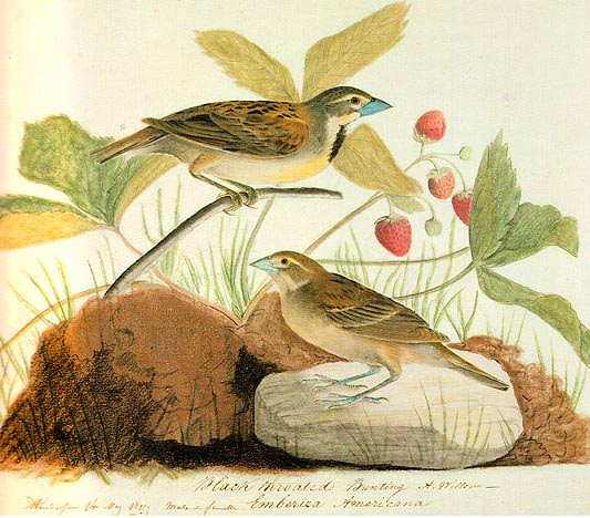 Black Throated Bunting. John James Audubon ( Dickcissel )