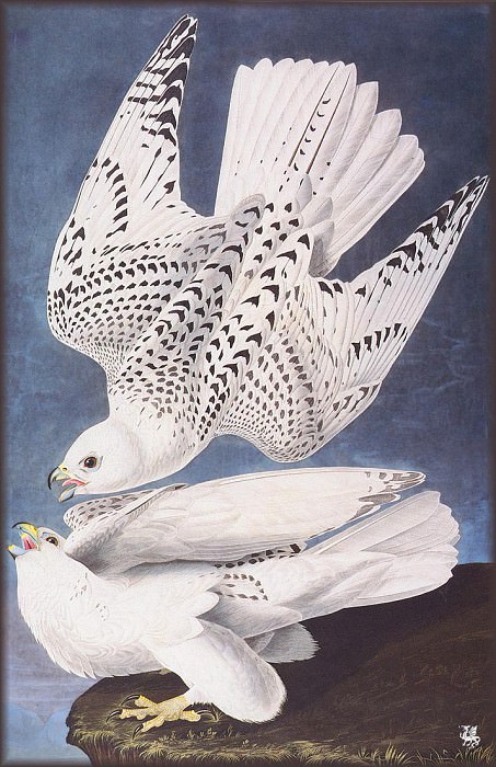 Falcon. John James Audubon