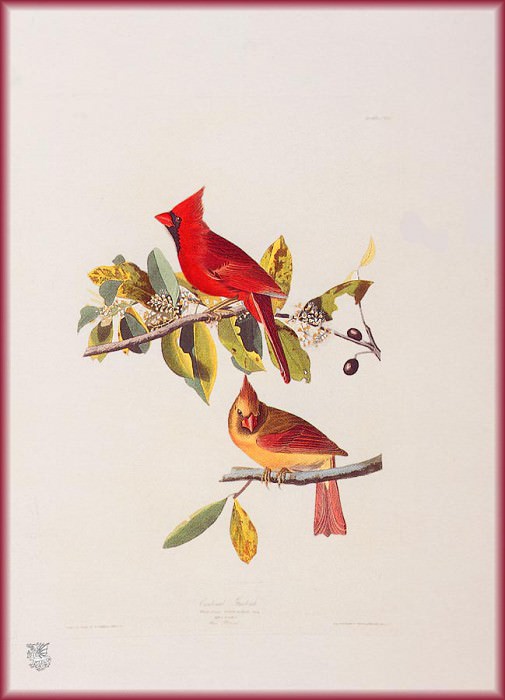 Cardinal. John James Audubon