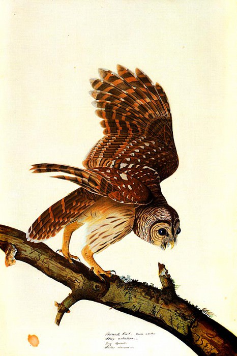 Barred Owl about 1821. John James Audubon
