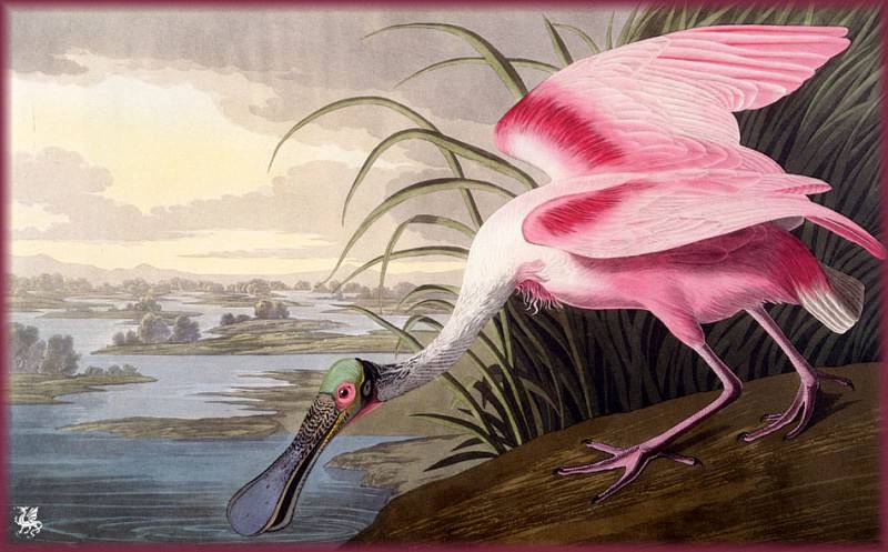 Rosate Spoonbill. John James Audubon