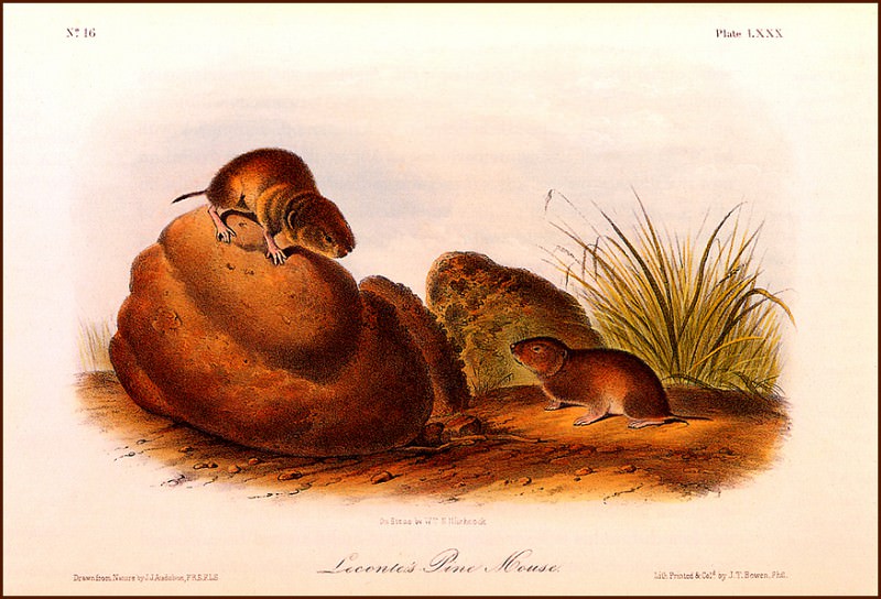 Le Contes Pine Mouse. John James Audubon