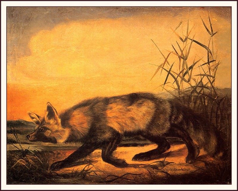 Jackal Fox. John James Audubon