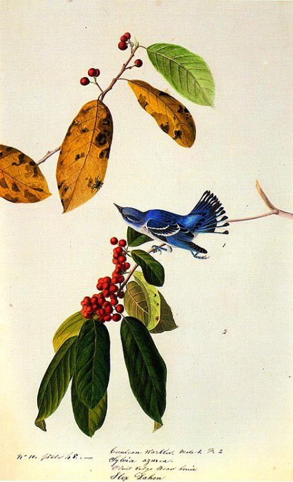 Небесно-голубая певчая птица 1822-Луизиана или Миссисипи. Джон Джеймс Одюбон