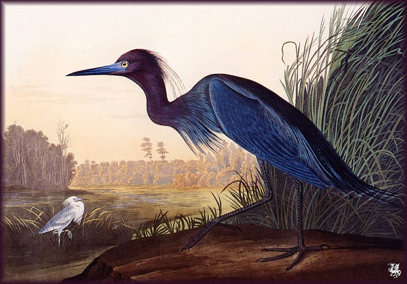 Blue Crane Jeron. John James Audubon