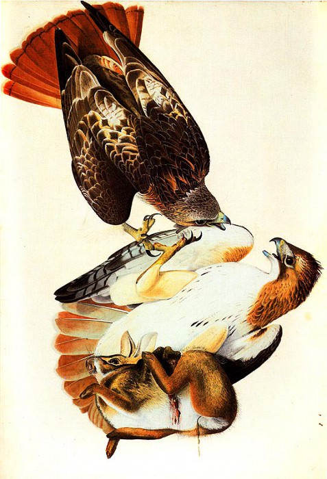 Red-Tailed Hawk Painted in Louisiana in 1821 and later reworked. John James Audubon