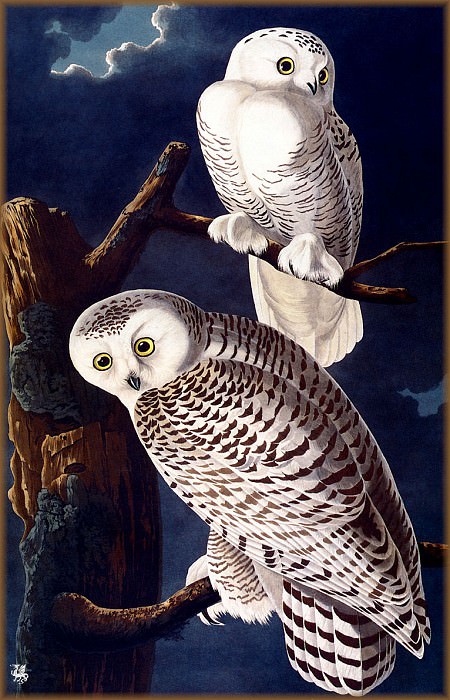 Snowy Owl. John James Audubon