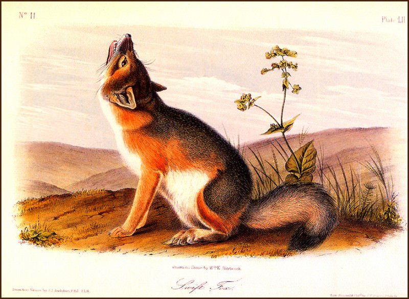 Swift Fox. John James Audubon