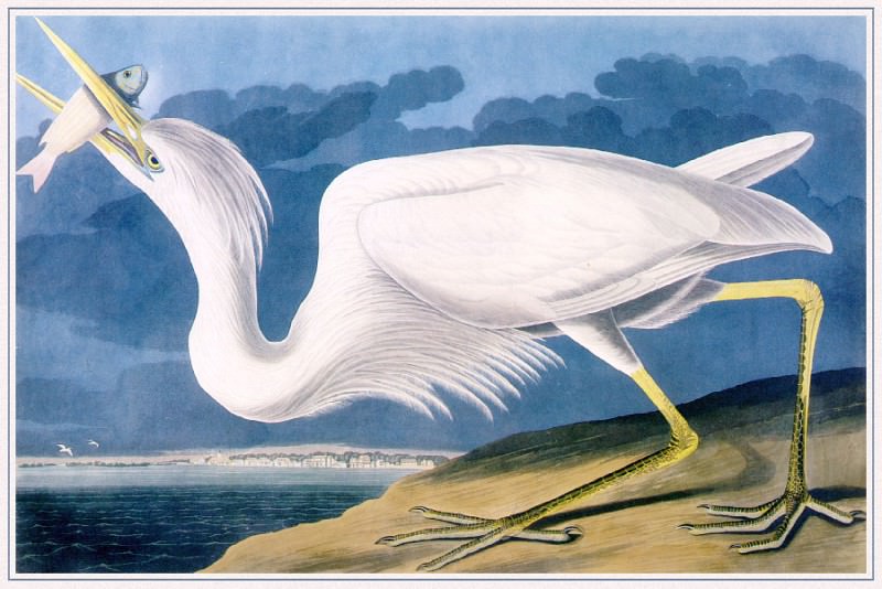 Great-White-Heron. John James Audubon