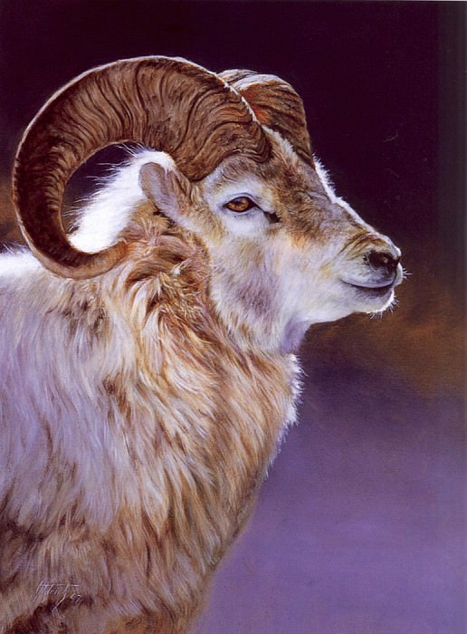 Sheep. Dahl Aldrich