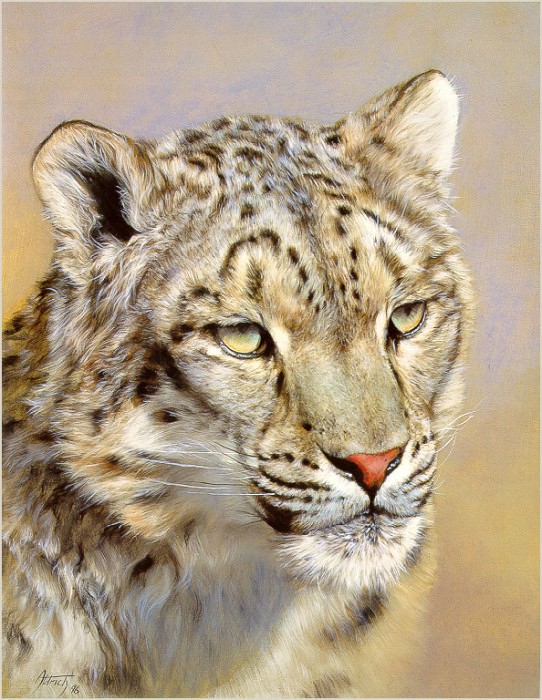 Snow Leopard Portrait. Edward Aldrich