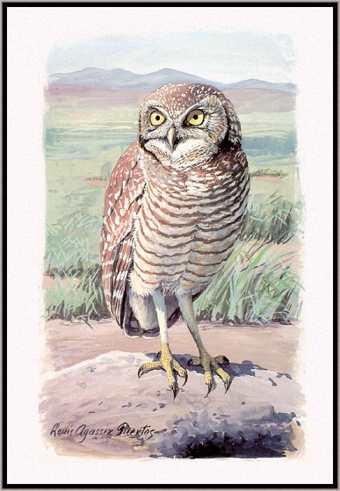 Burrowing Owl. Louis Fuertes Agassiz