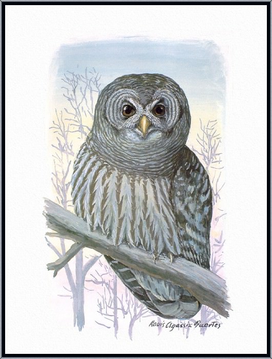 Barred-Owl. Louis Fuertes Agassiz