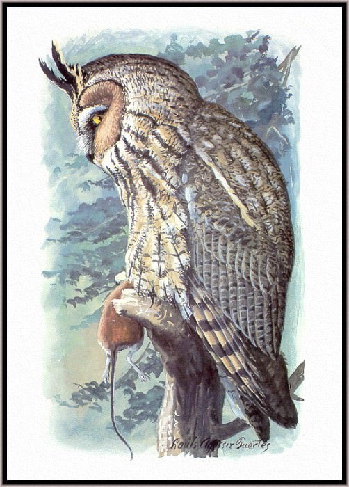 Long eared Owl. Louis Fuertes Agassiz