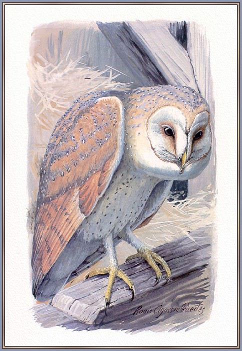 Common Barn owl. Louis Fuertes Agassiz