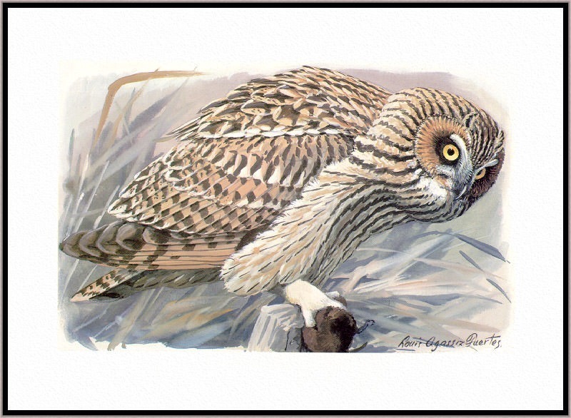 Short eared Owl. Louis Fuertes Agassiz