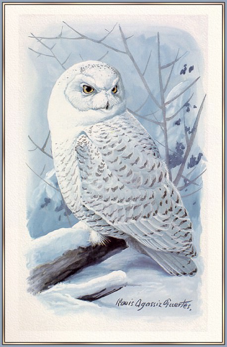 Snowy Owl. Louis Fuertes Agassiz