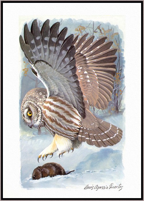 Northern Saw whet Owl. Louis Fuertes Agassiz