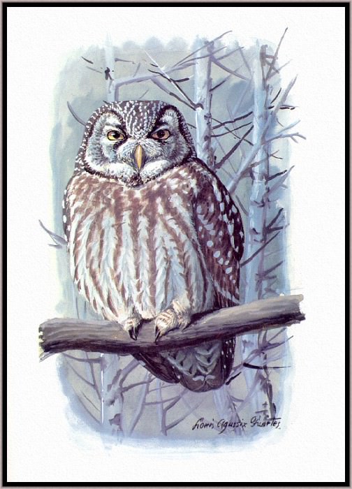 Boreal Owl. Louis Fuertes Agassiz