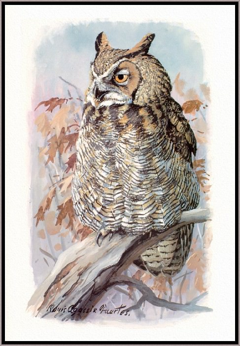 Great Horned Owl. Louis Fuertes Agassiz