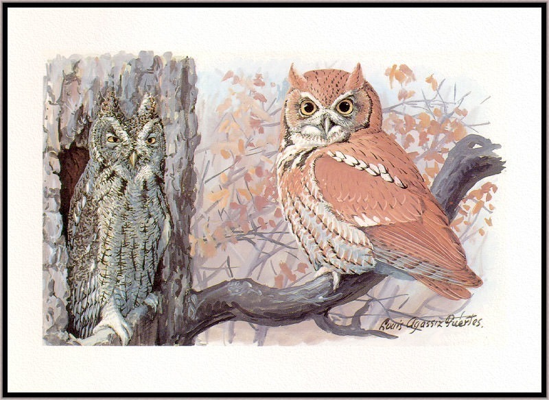 Eastern Screech Owls. Louis Fuertes Agassiz