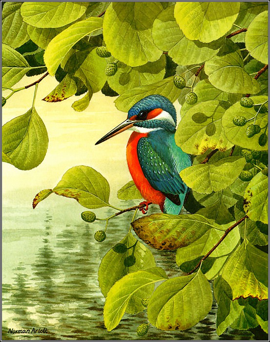 Kingfisher. Norman Arlott